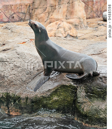 sea lion 9488598