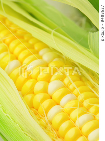 corn cob 9488627