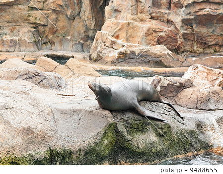 sea lion 9488655