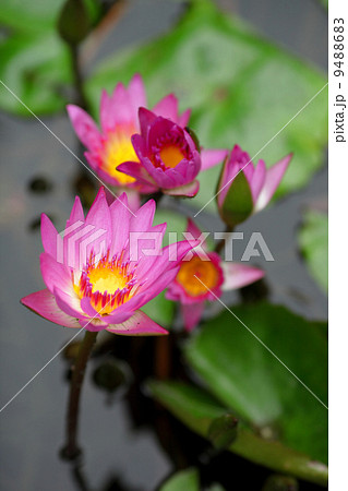 lotus flower lotus flower 9488683