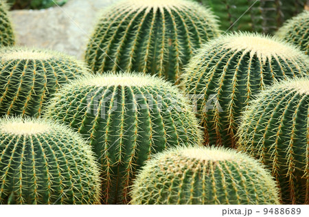 cactus cactus 9488689
