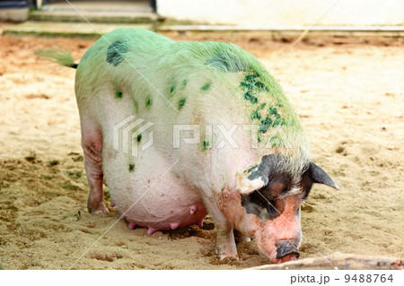 Pig 9488764