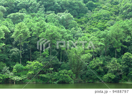 lake with green tree 9488797
