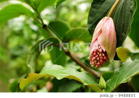 rose grape, medinilla magnifica, melastomataceae 9488835