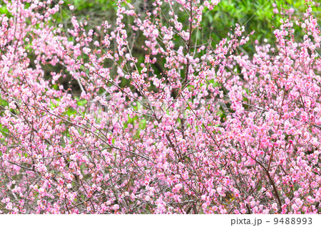 plum flower blossom plum flower blossom 9488993