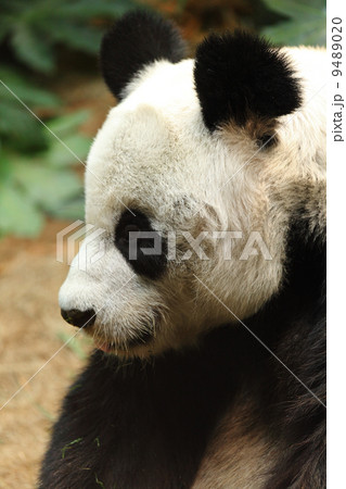 panda panda 9489020