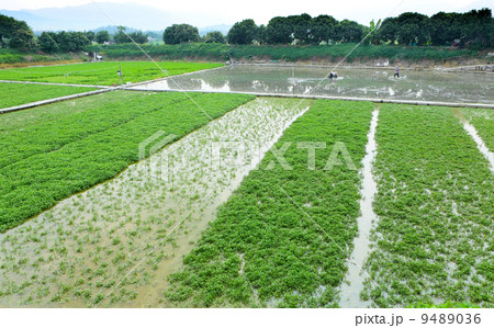 Farm with agricultural product 9489036