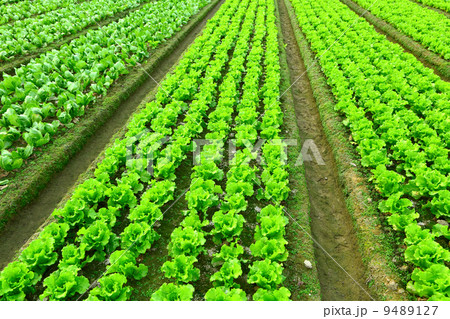 Rows of freshly planted lettuce Rows of freshly planted lettuce 9489127
