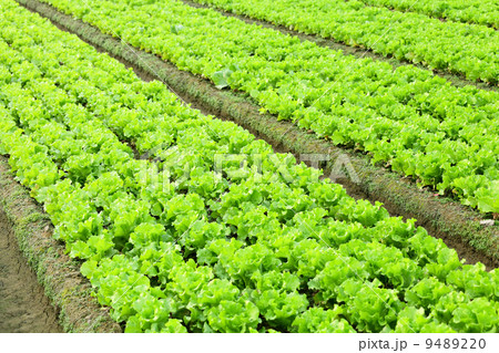lettuce in field 9489220