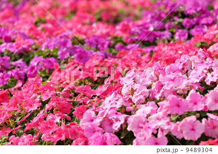 flower field flower field 9489304