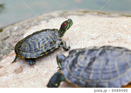 turtle turtle 9489490