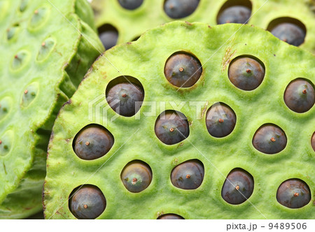 Lotus seed pod Lotus seed pod 9489506