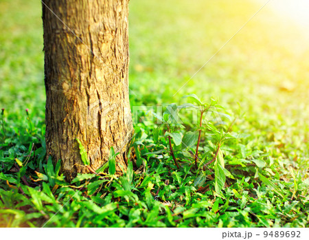 new plant and tree new plant and tree 9489692