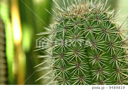 cactus close up 9489819