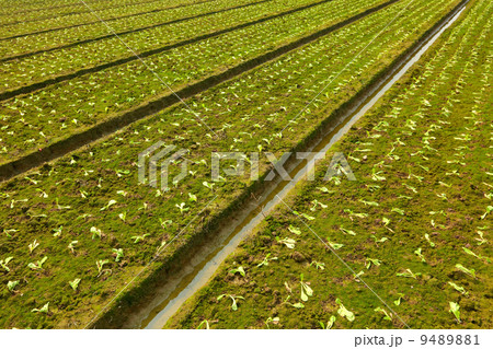 field not good of plants 9489881