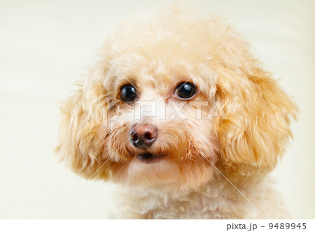 Dog poodle 9489945