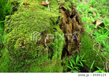 forest background forest background 9490124