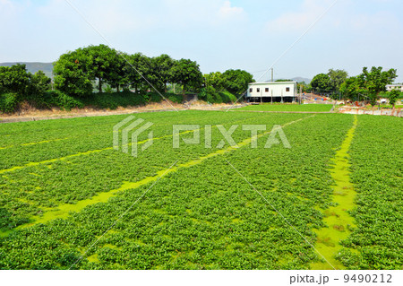 field 9490212