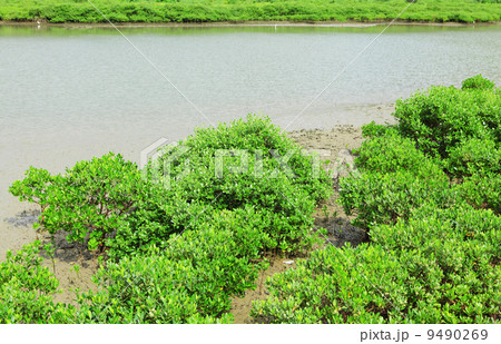 Red Mangrove wood in Hong Kong Red Mangrove wood in Hong Kong 9490269