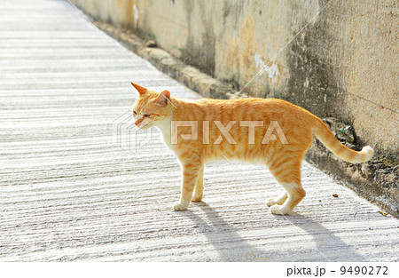 cat cat 9490272