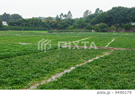 farm 9490279