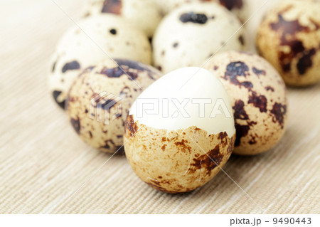 quail egg 9490443