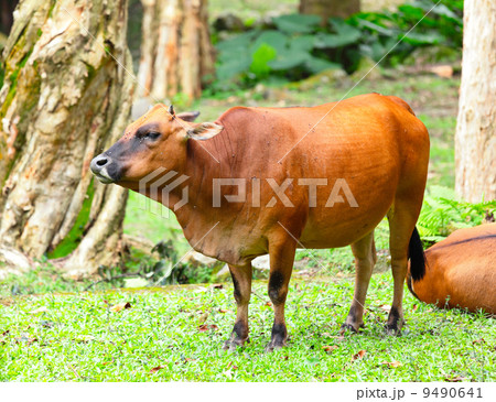 Wild cattle Wild cattle 9490641
