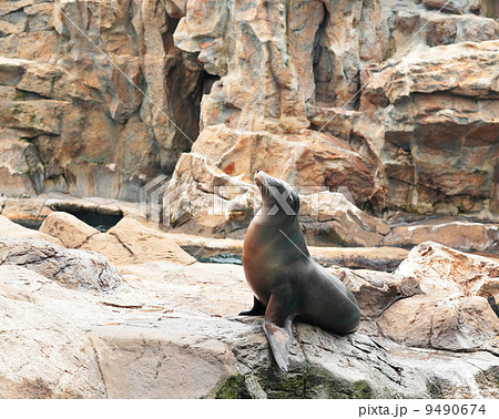sea lion 9490674