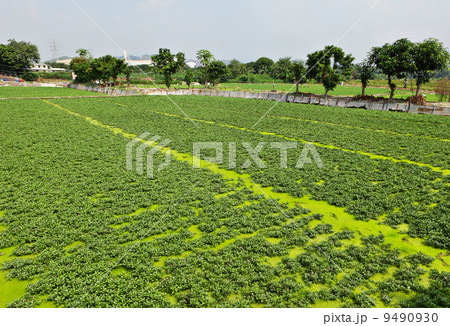 farm farm 9490930
