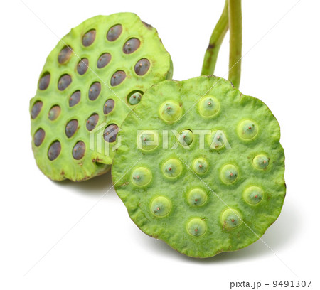 Bouquet of Lotus seed pod 9491307