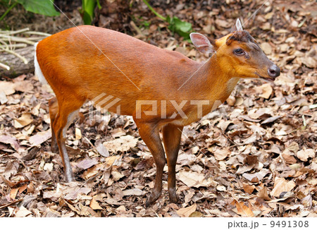 indian muntjac indian muntjac 9491308