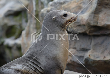 Sea Lion 9491533
