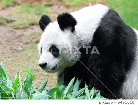 Panda 9491610