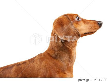 short haired Dachshund Dog short haired Dachshund Dog 9491706