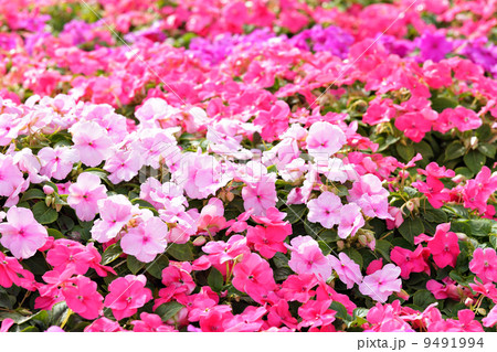 flower field flower field 9491994