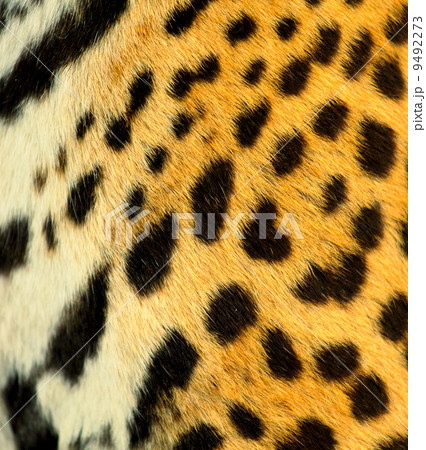Real Leopard Skin 9492273