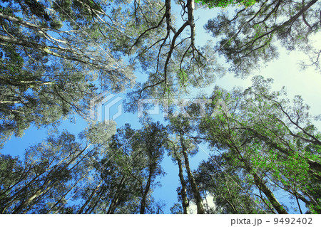 Tree canopy 9492402