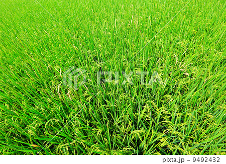 paddy rice field 9492432