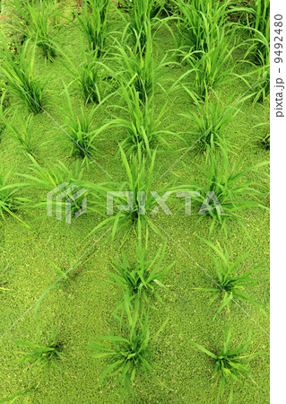 rice field rice field 9492480
