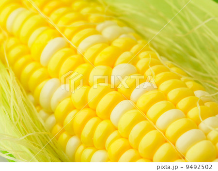 corn cob 9492502