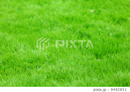 new spring green grass 9492651