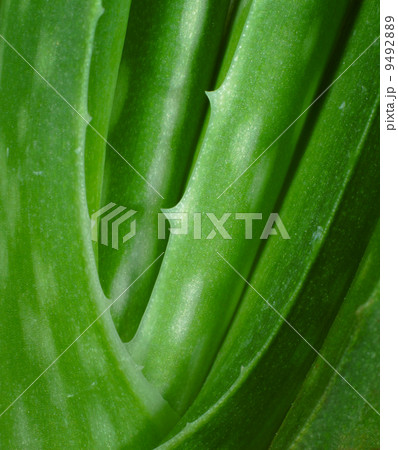 aloe vera 9492889