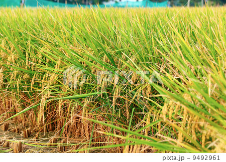 Paddy Rice 9492961