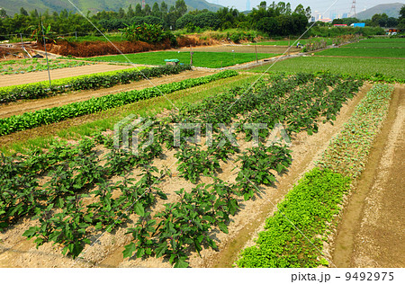 field field 9492975