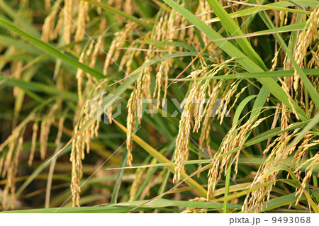 ripe paddy rice 9493068