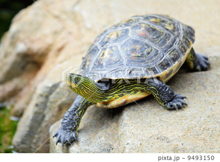 turtle turtle 9493150