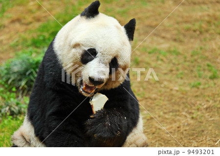 panda panda 9493201