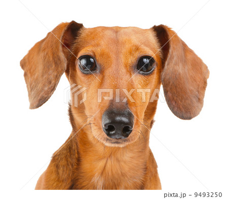 Dachshund dog close up 9493250