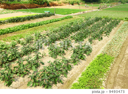 Farm with vegetable 9493473