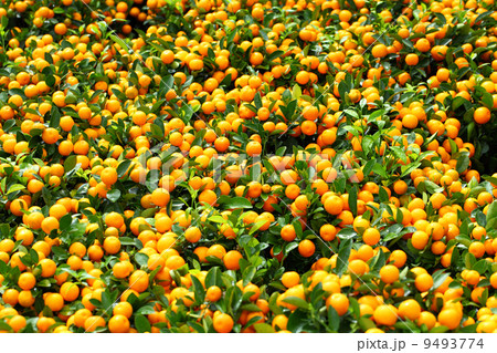 chinese kumquat for chinese new year chinese kumquat for chinese new year 9493774